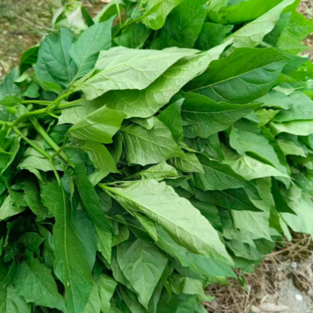 安陆白花菜种子白花菜籽百花菜酸菜腌菜一年生草本植物