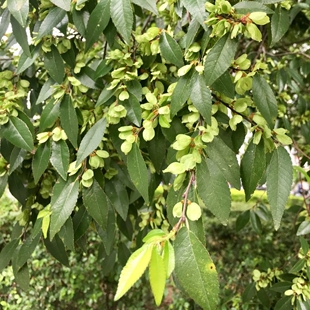 榔榆种子盆景素材用种籽籽树种子4