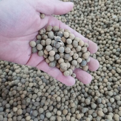 椴树种子多年生树种子4