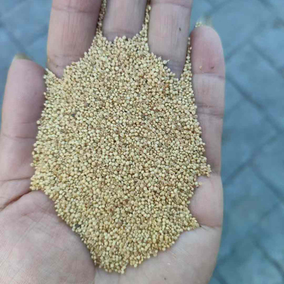 美国籽粒苋种子1