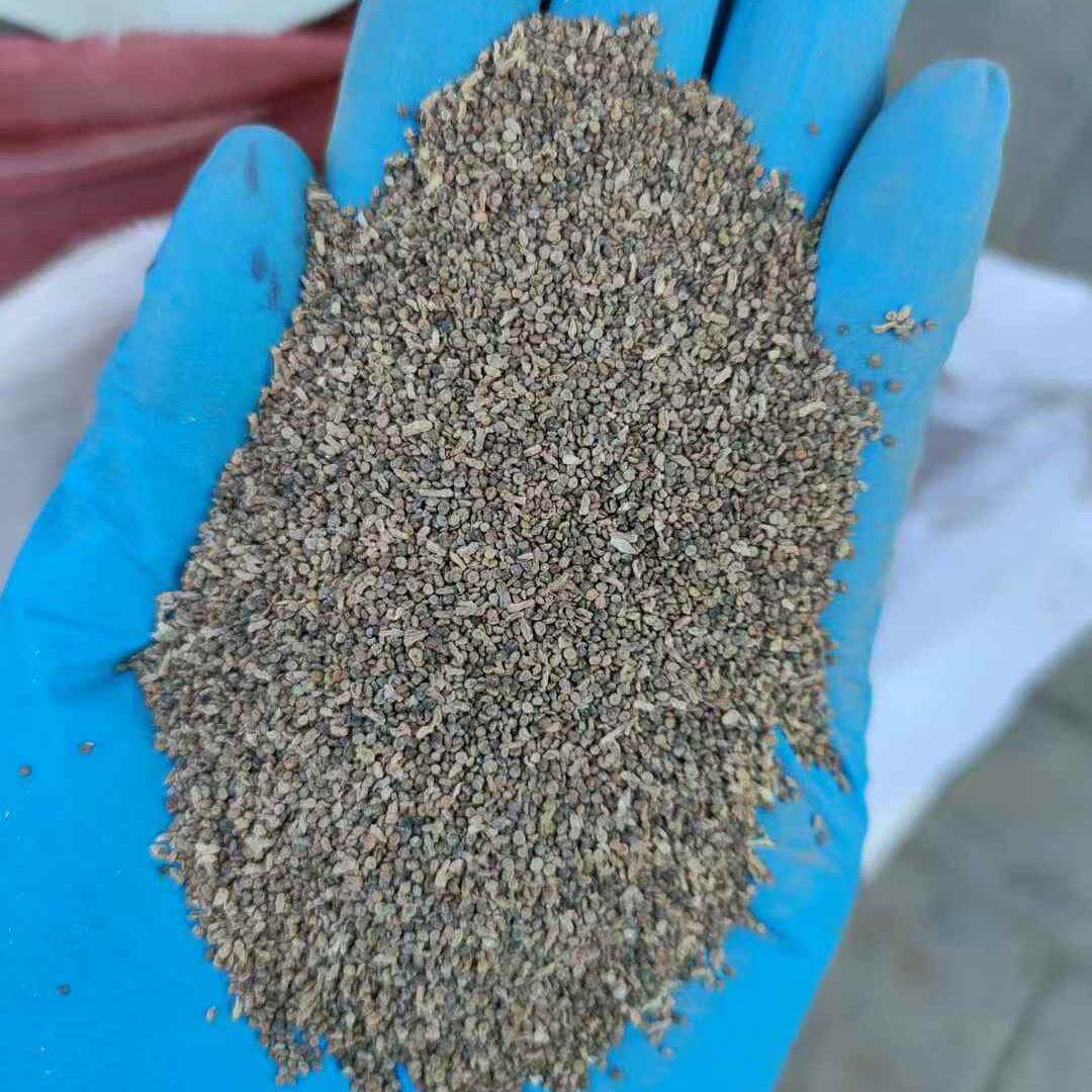 盐生草种子Halogeton glomeratus (M. Bieb.) C. A. Mey.