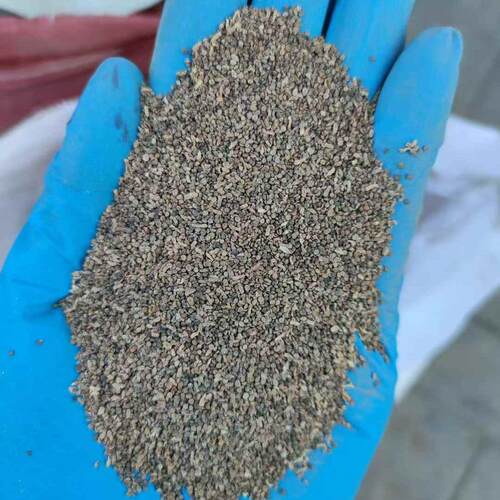 盐生草种子Halogeton glomeratus (M. Bieb.) C. A. Mey.