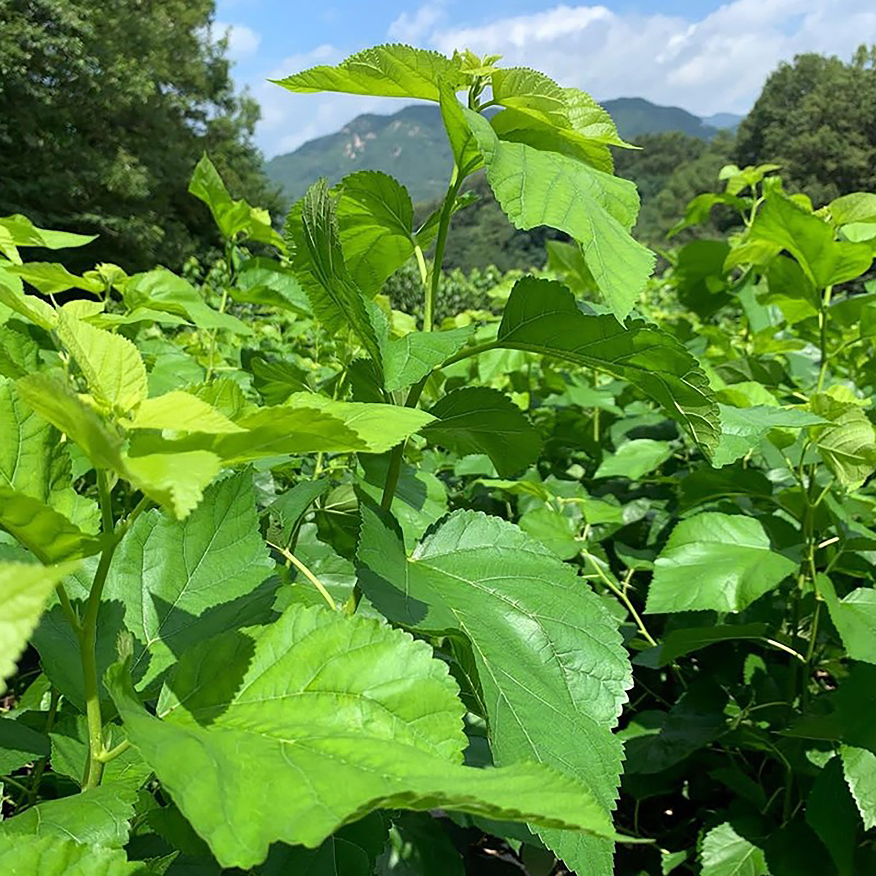 桑树种子一斤养蚕盆栽用