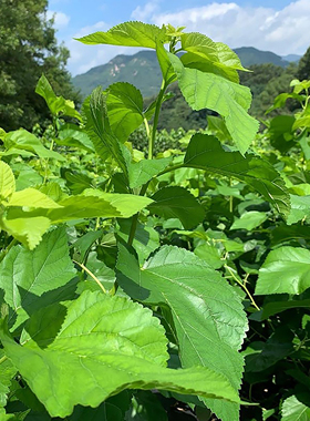 桑树种子也叫家桑蚕桑白桑