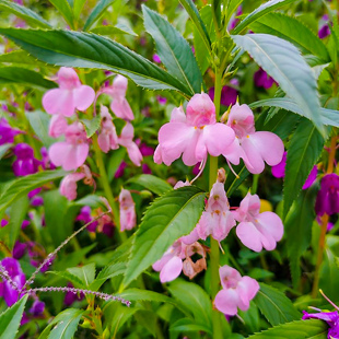 凤仙花种子也叫指甲花急性子凤仙透骨草胭脂花种籽防蛇驱蛇种孑5