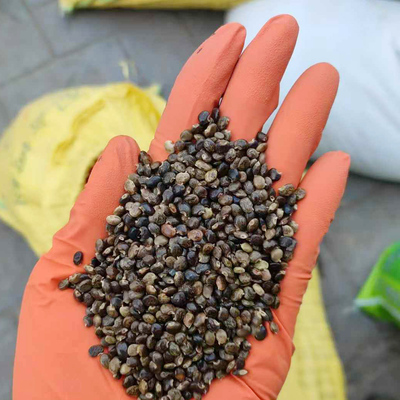 鸡骨草种子茶叶煲汤用籽