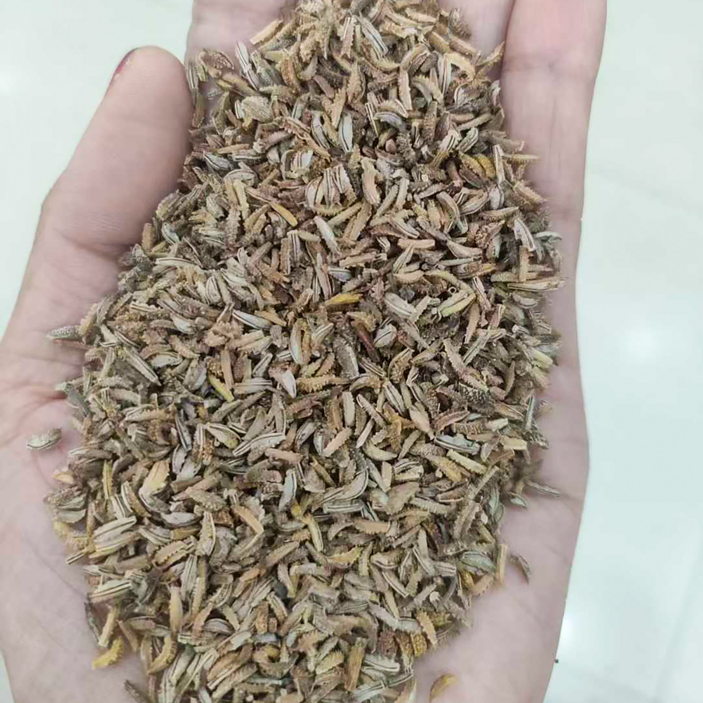 两色金鸡菊种子