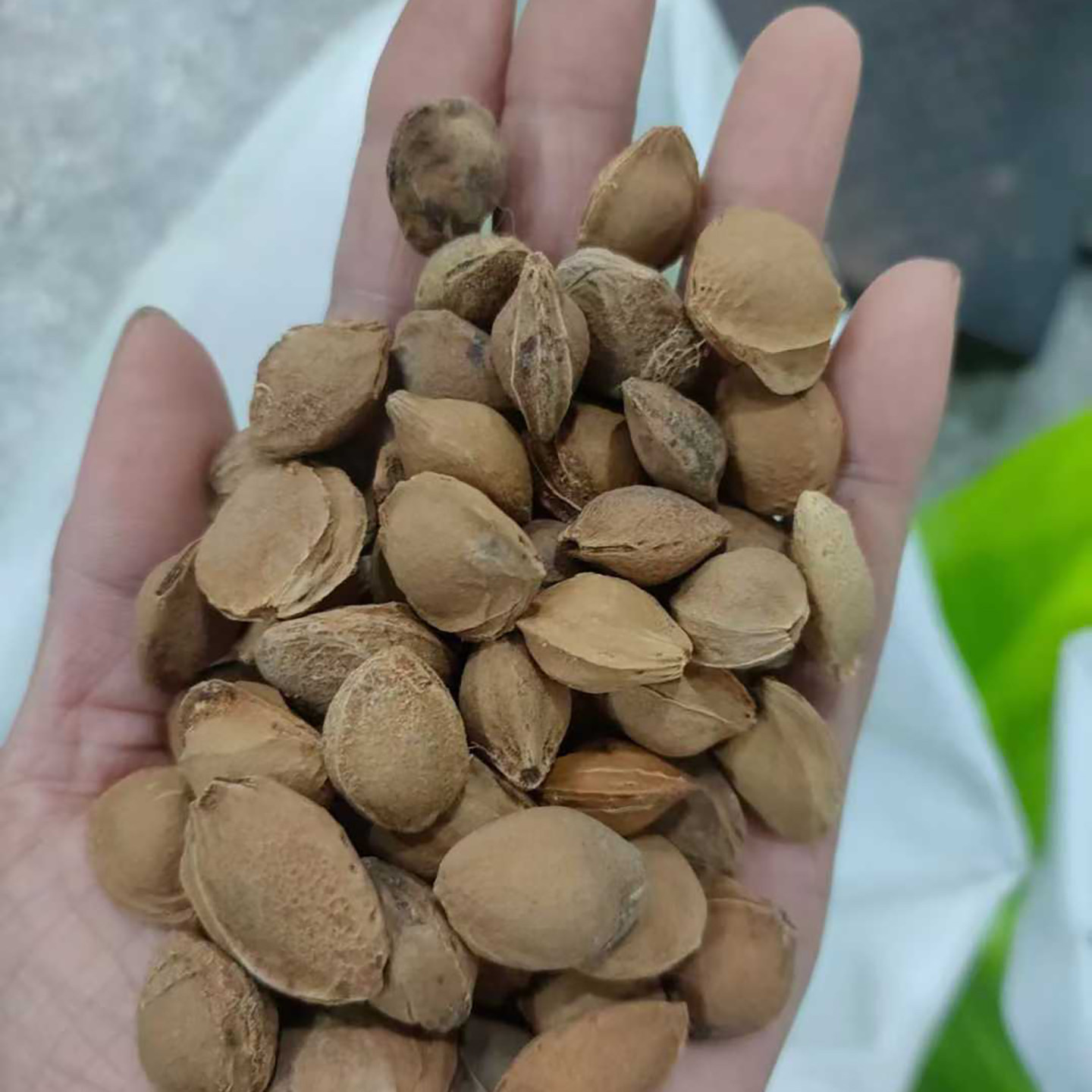 毛桃种子毛桃核山杏子树桃树种子山桃种子可做嫁接梅花砧木果树籽