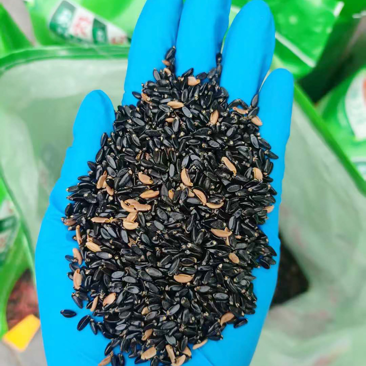 黄杨种子4