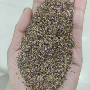 紫菀种子草种子5