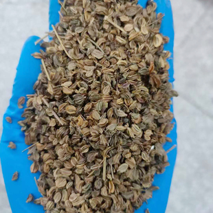 羌活种子