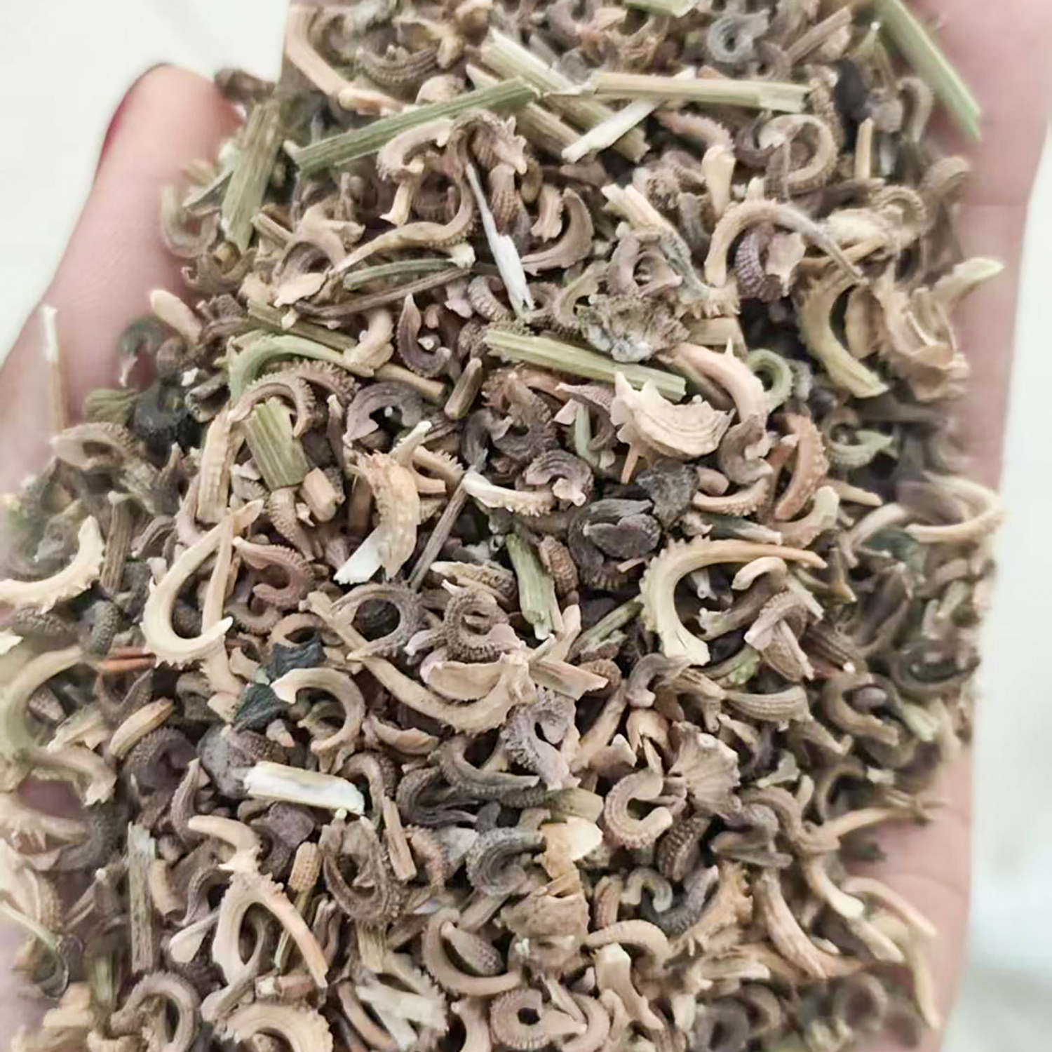 金盏菊种子5