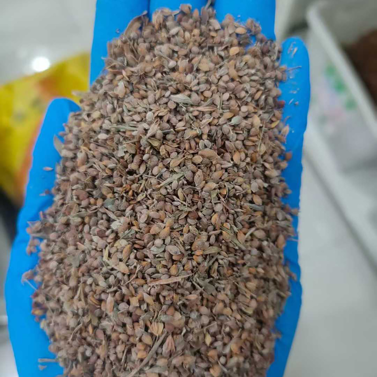截叶胡枝子种子夜关门种子截叶铁扫帚小叶绢毛胡枝子铁马鞭灌木4