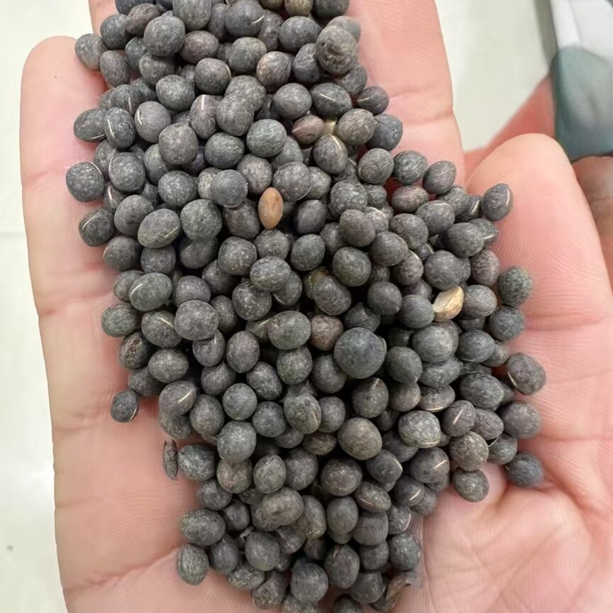 毛苕子种子蜜源植物牧草种籽抗风沙护坡固土籽草种牧草1