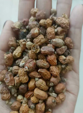 红豆蔻种子大高良姜3