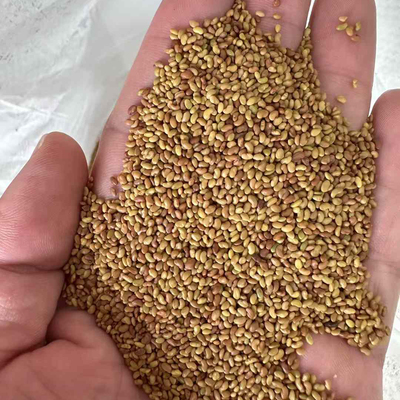 苜蓿芽种子芽苗菜种籽籽1