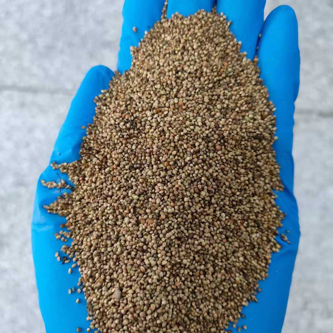 猫爪草种子也叫猫爪七猫爪金莲五爪龙种籽子3