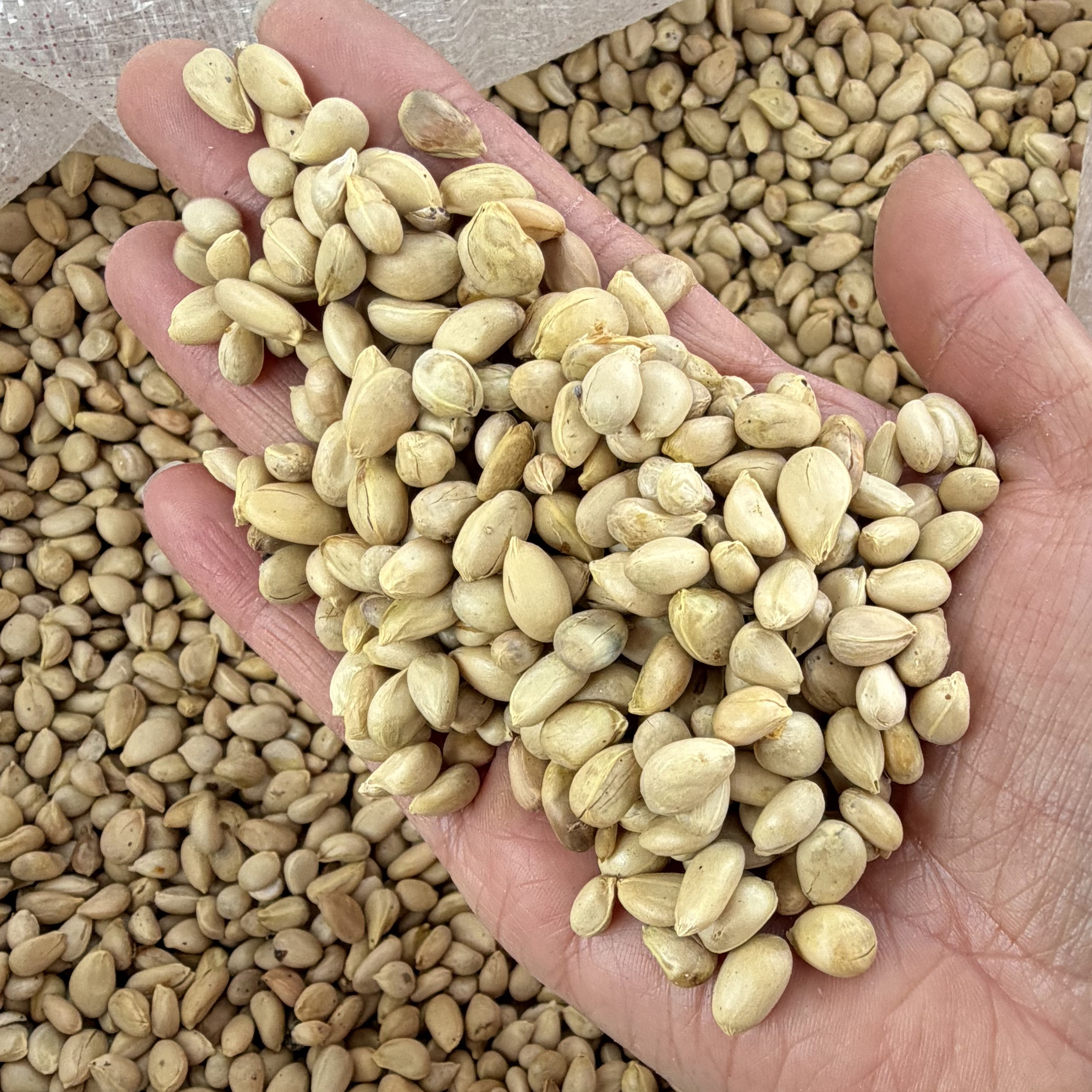 枸橘种子2025年新货4