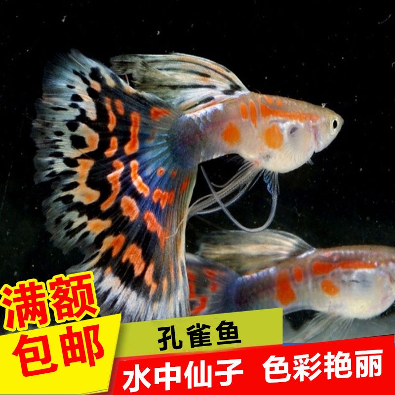 孔雀鱼活体公母免邮纯种宠物鱼淡水繁殖观赏鱼热带小型凤尾鱼玛丽
