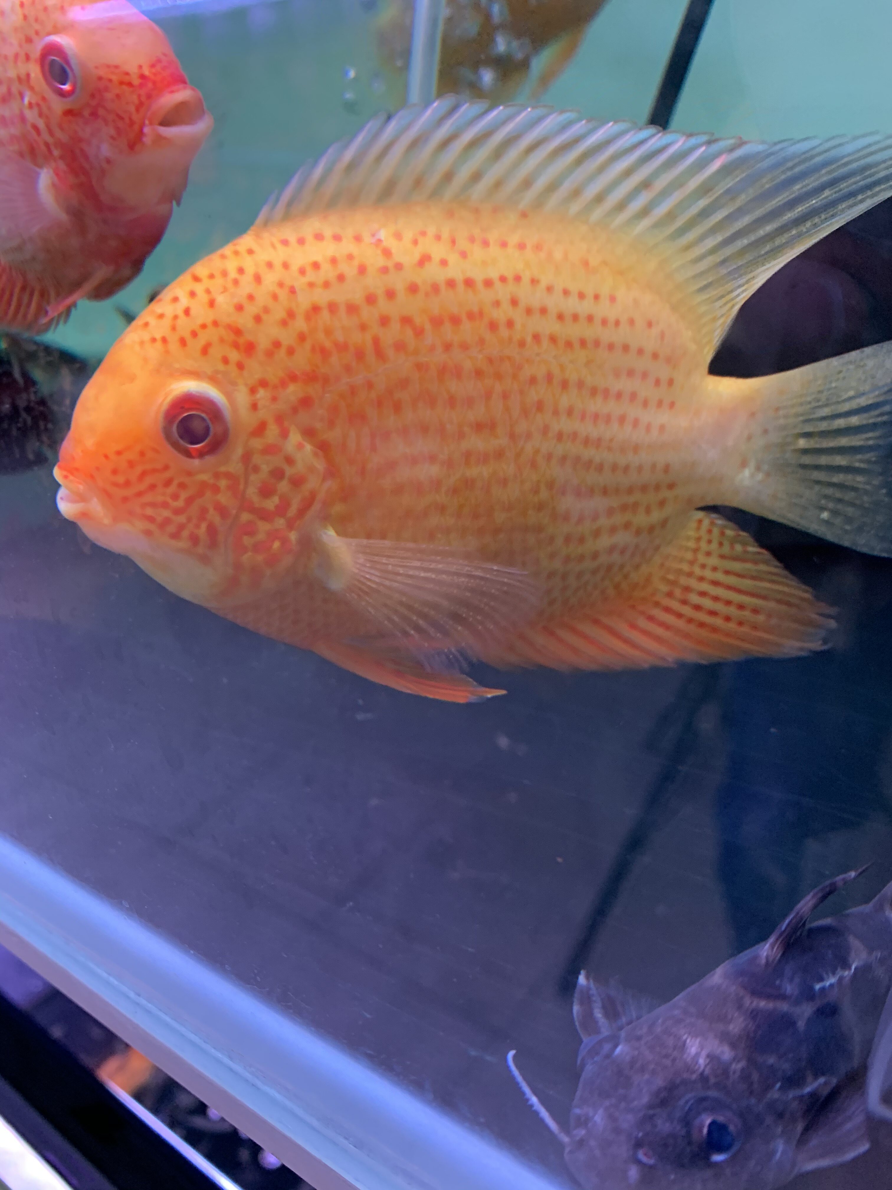 帝王虎斑菠萝 喷点红菠萝鱼 钻石菠萝 活体大型热带观赏鱼淡水鱼