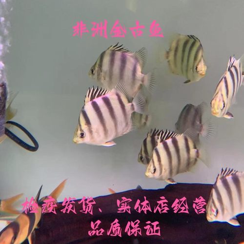 精品非洲金鼓鱼长明四纹虎龙鱼高端中层配鱼淡水热带观赏鱼活体鱼
