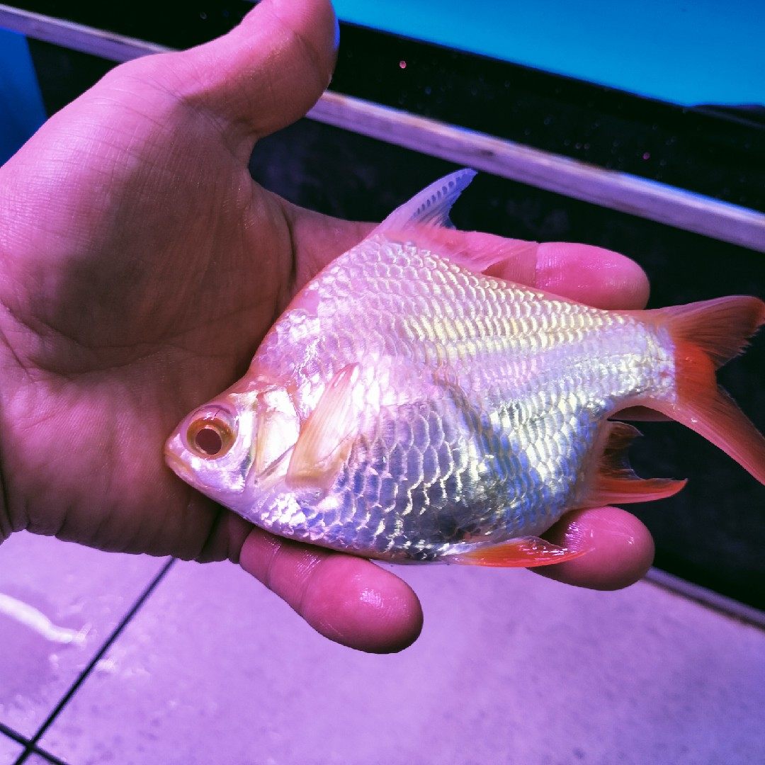 泰国红眼金元宝短身黄化鲫鱼球形白化网红热带观赏鱼活体龙鱼配鱼