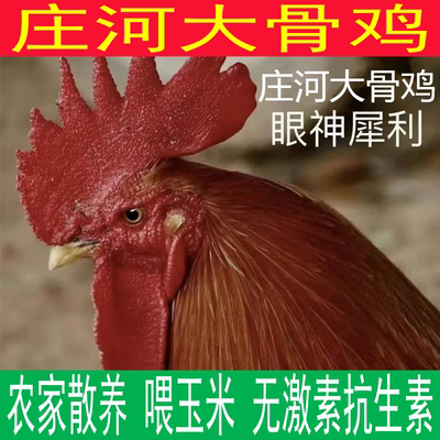 农家溜达土公鸡笨公鸡庄河大骨鸡