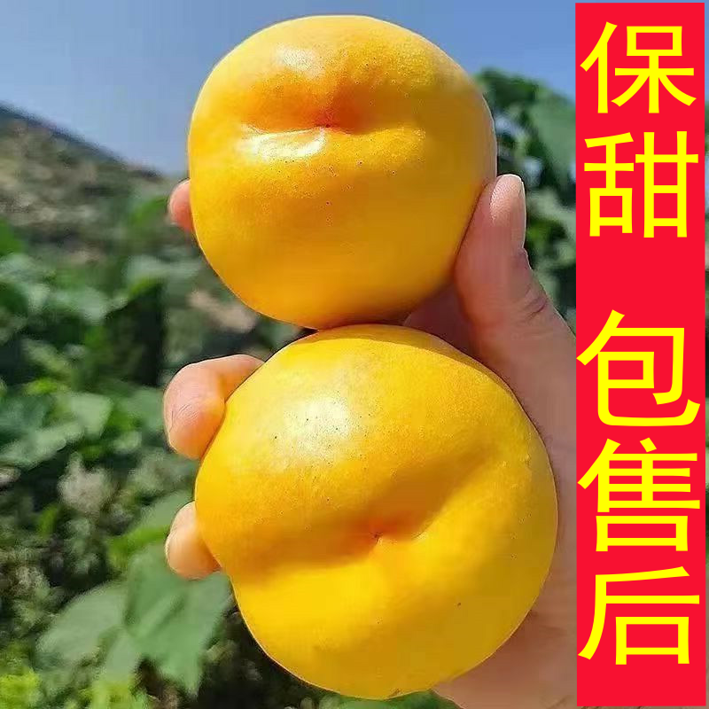 大连油桃黄油桃芒果桃黄金密桃新鲜水果油桃麻脸油桃脆甜特大油桃