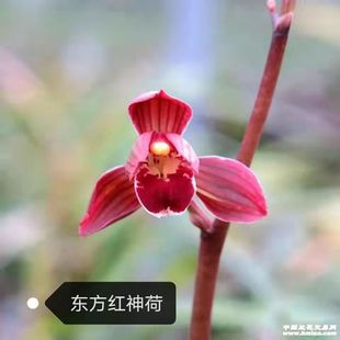 墨兰黄金鹤艺东方红神荷荷瓣红花阳台客厅办公室茶桌绿植盆栽