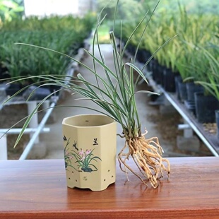 细叶飘姿春兰银边艺边草皎月精品兰花绿植盆栽