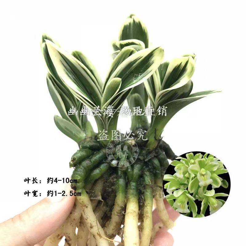 兰花苗大金边线艺矮种小元宝绿植盆栽