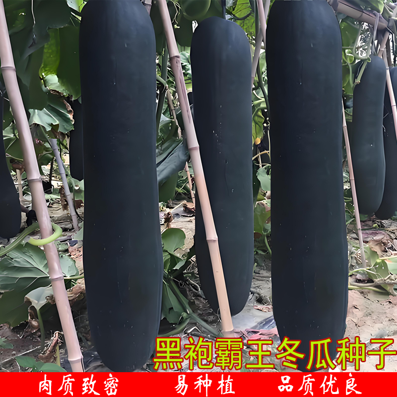 黑袍霸王皮冬瓜种子大型瓜果东瓜秧苗四季播庭院大田冬瓜苗菜籽孑