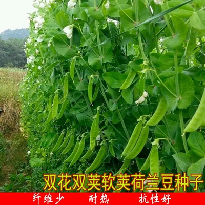 荷兰豆种子大荚丰产农家四季