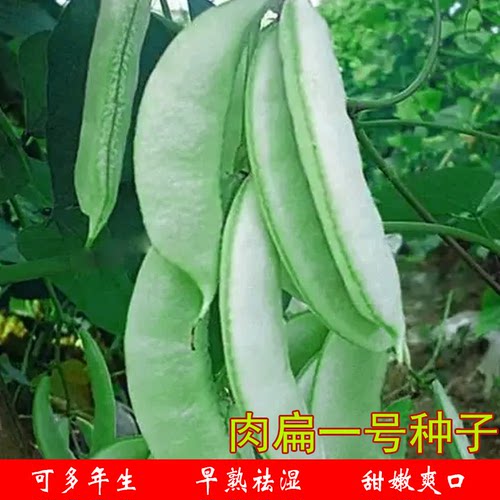扁豆种子一号菜园多年生早熟四季