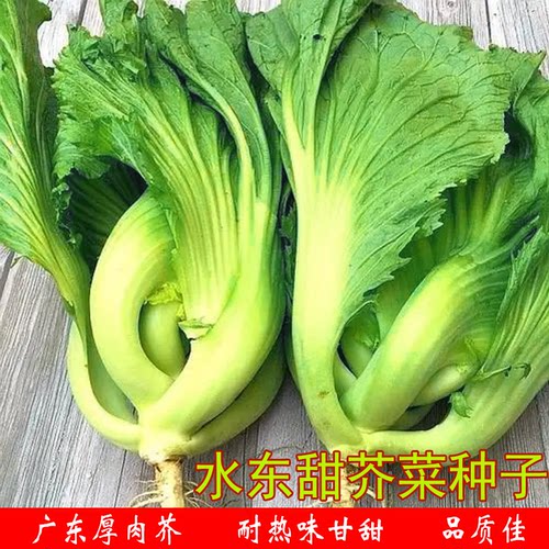 水东芥菜卷心种子四季农家