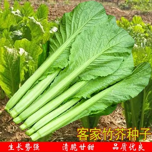 客家甜竹芥菜耐病丰产速生易活甘甜扁芥农家庭院阳台蔬菜种籽种植