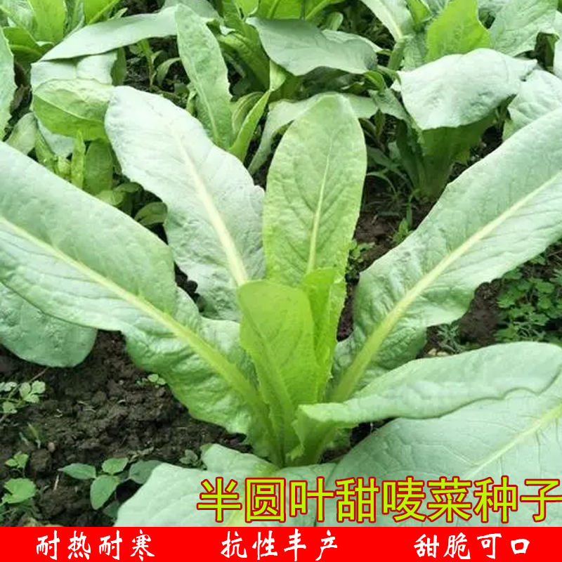 秀田半圆叶甜唛种子猪肚唛菜秧苗甜脆可口农家庭院菜园耐热菜苗孑