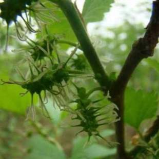 桑树 树根梅州根克槡根500桑叶山区桑椹树根根新货桑白皮 包邮