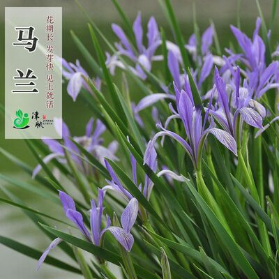 马莲种子马兰花种子宿根多年生水生花卉耐盐碱地耐贫瘠马蔺花种籽