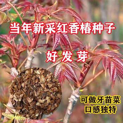 红油香椿种子芽苗菜红椿树红香椿香椿树盆栽四季播食用香椿树种籽