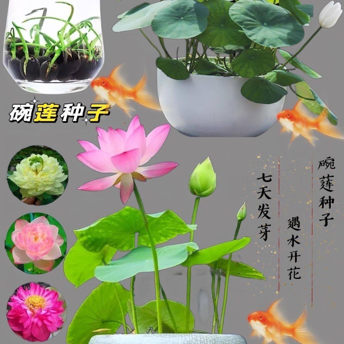 开口碗莲种子四季播种水培盆栽荷花睡莲花种籽绿植水生花卉绿植