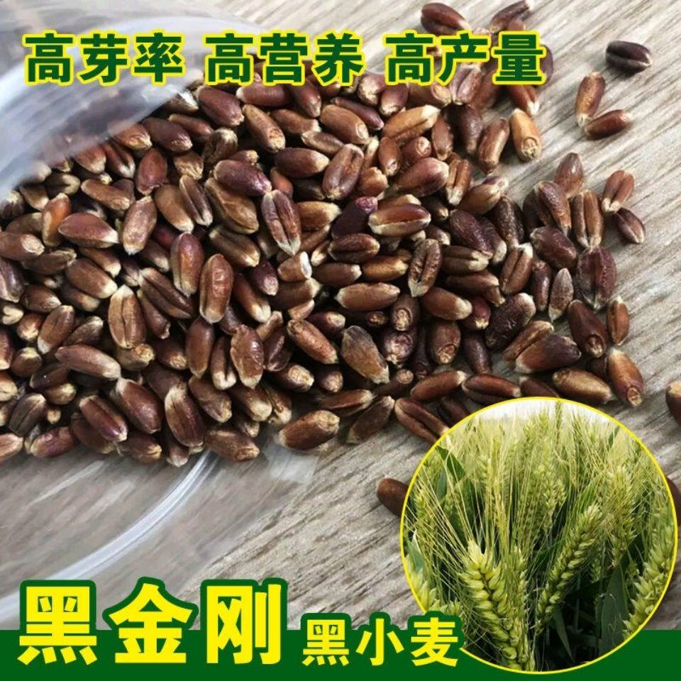原种黑小麦种子 农大小麦籽 农家庭园艺种子