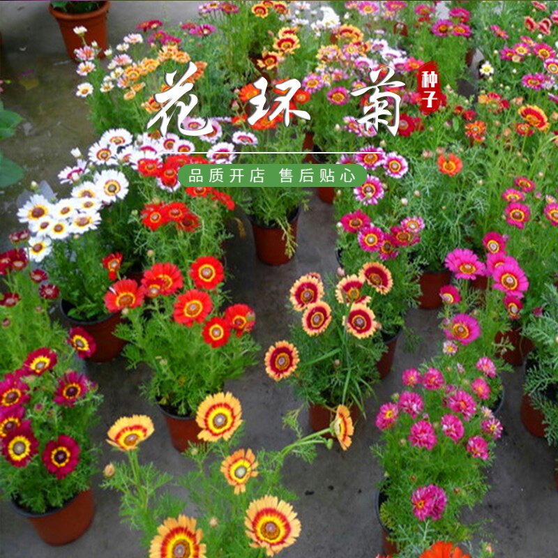 花种子花环菊种子三色菊花种籽子花海耐阴花坛庭院室外盆栽草花