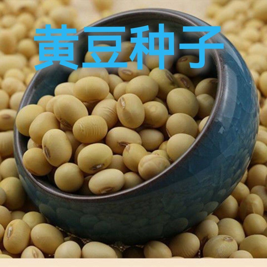 散装黄豆种种子高产优质农家特大黄豆种子中晚熟大豆菜毛豆种子