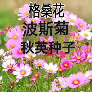 波斯菊种子格桑花种子扫帚梅种子秋英种子花卉种子绿化花海田园庭
