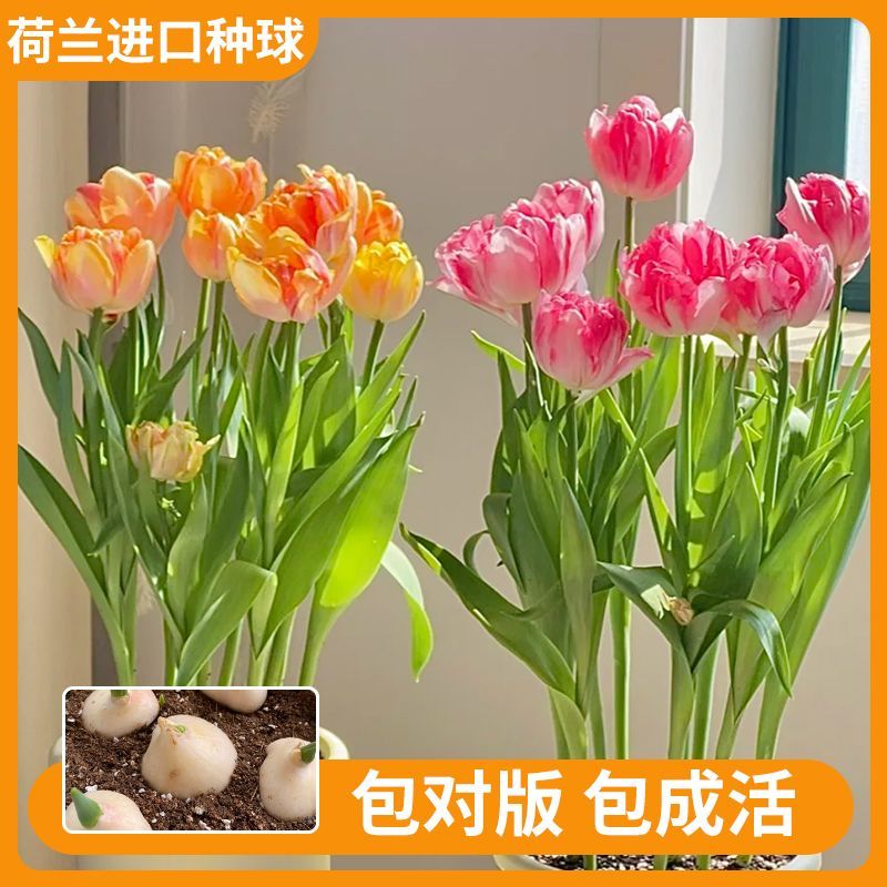 郁金香种球重瓣大球荷兰花卉5五度球水培植物土培盆栽花种子