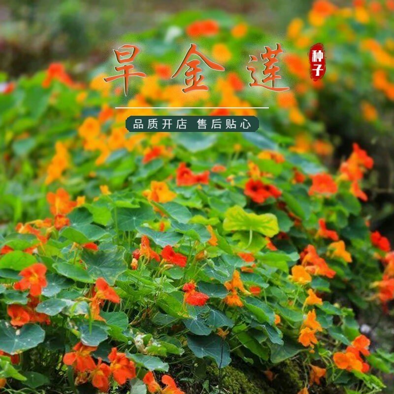 旱金莲花种籽易播易活室外庭院阳台耐寒花卉种子孑开花早花期长