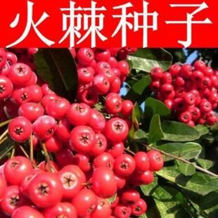 新采 火棘种子火把果救军粮红子刺 树种子 赤阳子种籽子绿化苗木