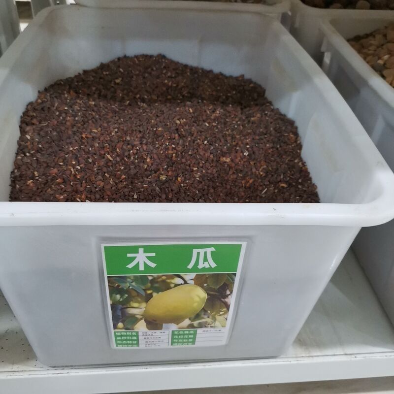 散装木瓜树种子 新采木瓜种子 光皮木瓜种子皱皮木瓜种子 包邮