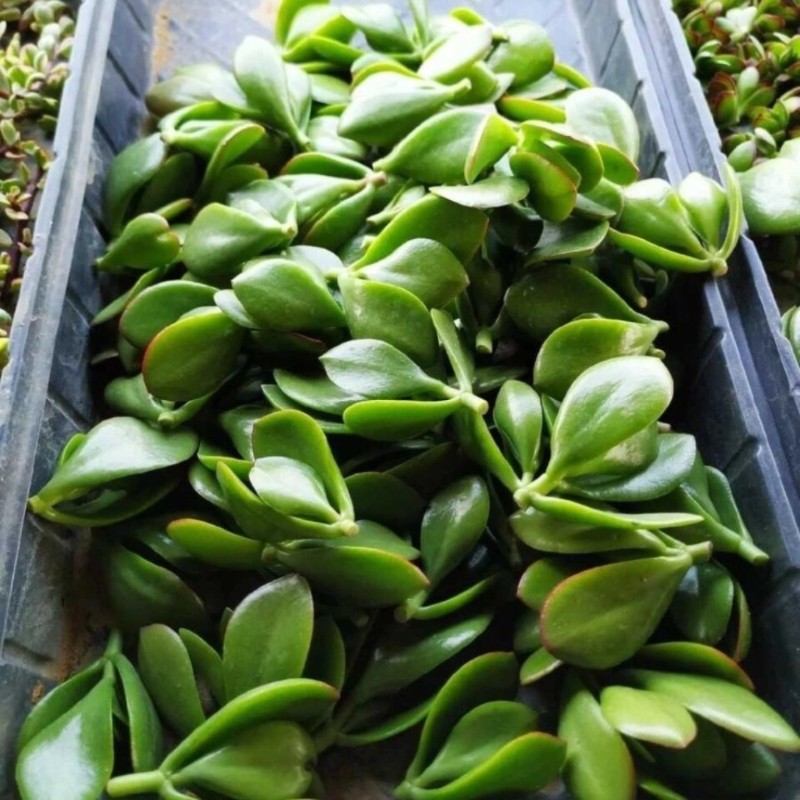 玉树吸财盆栽燕子掌多肉植物砍头苗室内防辐射净化空气花卉绿植